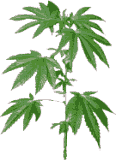 Planta