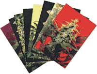 Tarjetas Postales