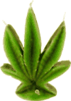 Vela Hoja grande