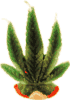 Vela Hoja pequea